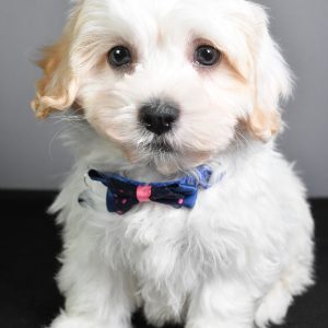 Mr. Turbo The Teddy Bear