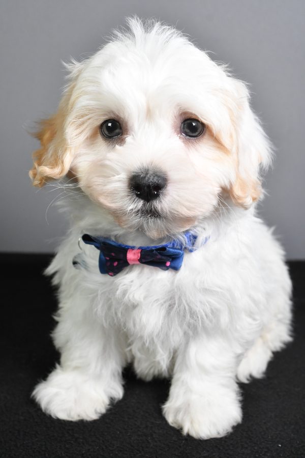 Mr. Turbo The Teddy Bear