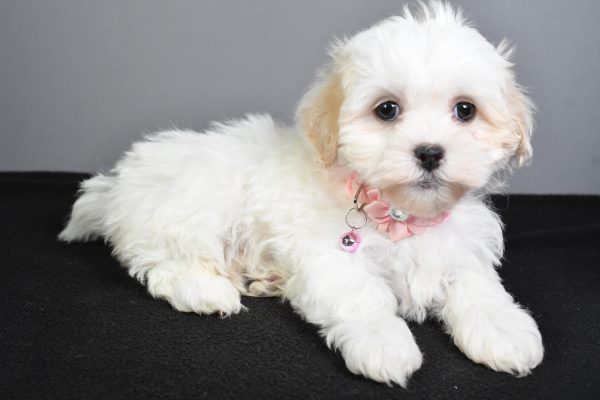 Miss Tiny The Teddy Bear - Image 8
