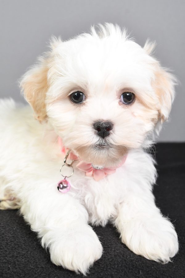 Miss Tiny The Teddy Bear - Image 5