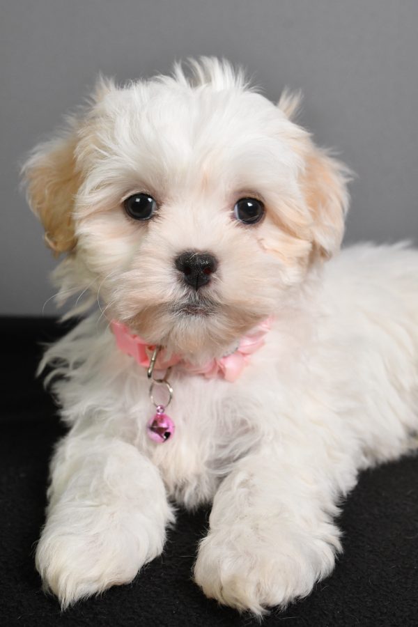 Miss Tiny The Teddy Bear - Image 4