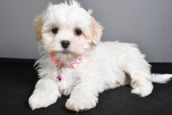 Miss Tiny The Teddy Bear - Image 7