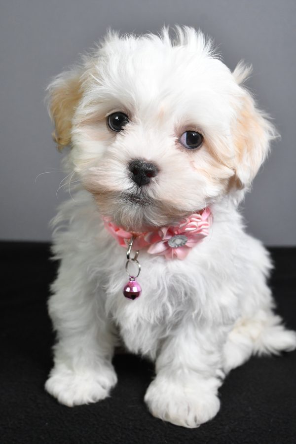 Miss Tiny The Teddy Bear - Image 3