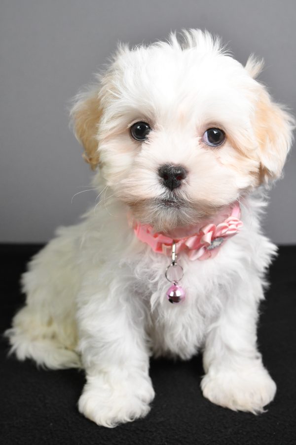 Miss Tiny The Teddy Bear - Image 2