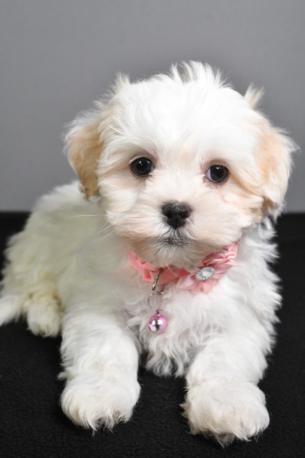 Miss Tiny The Teddy Bear - Image 6