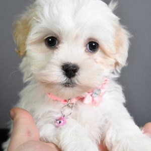 Miss Tiny The Teddy Bear