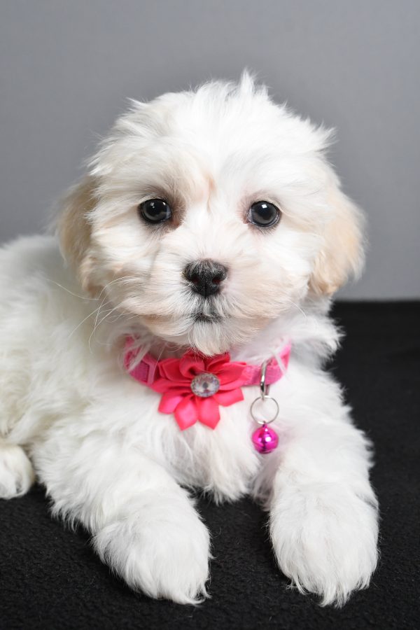 Miss Tikki The Teddy Bear - Image 4
