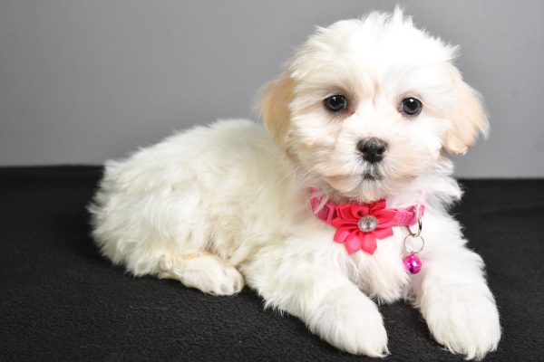 Miss Tikki The Teddy Bear - Image 7