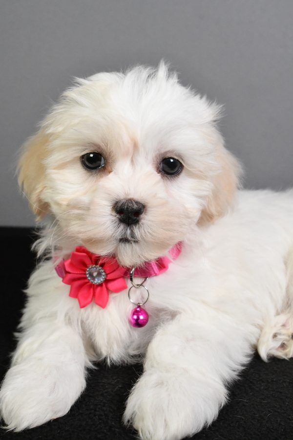 Miss Tikki The Teddy Bear - Image 3