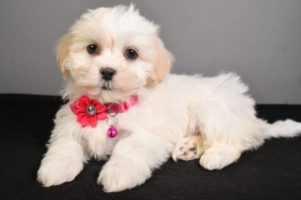 Miss Tikki The Teddy Bear - Image 6