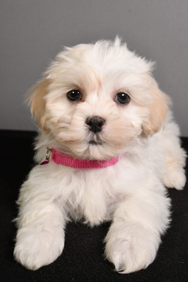 Miss Tikki The Teddy Bear - Image 5