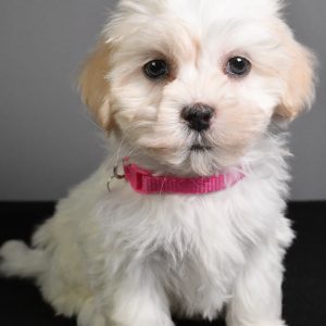 Miss Tikki The Teddy Bear