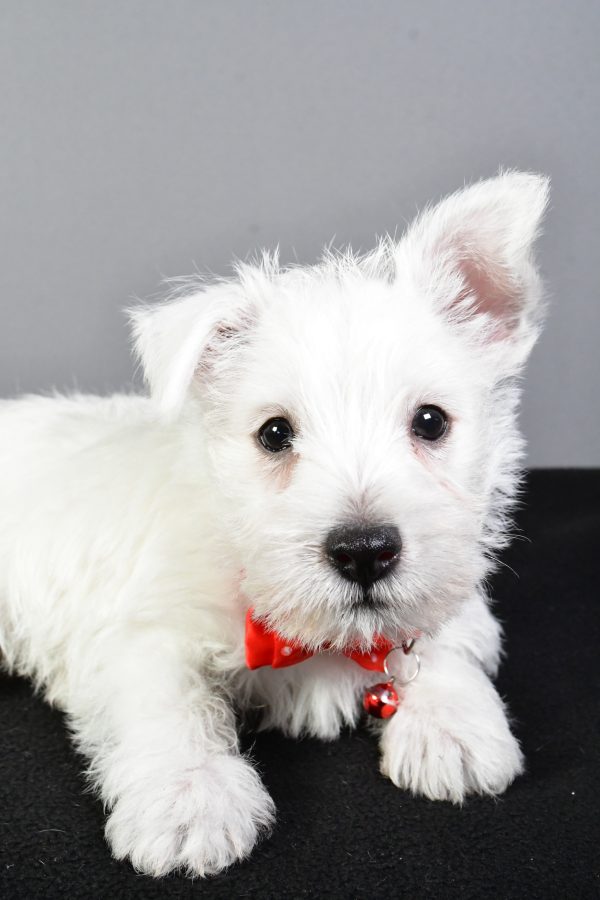 Mr. Eugene The West Highland White Terrier - Image 4