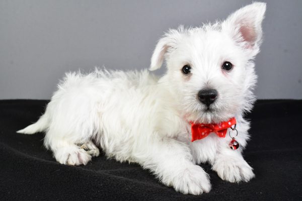 Mr. Eugene The West Highland White Terrier - Image 6