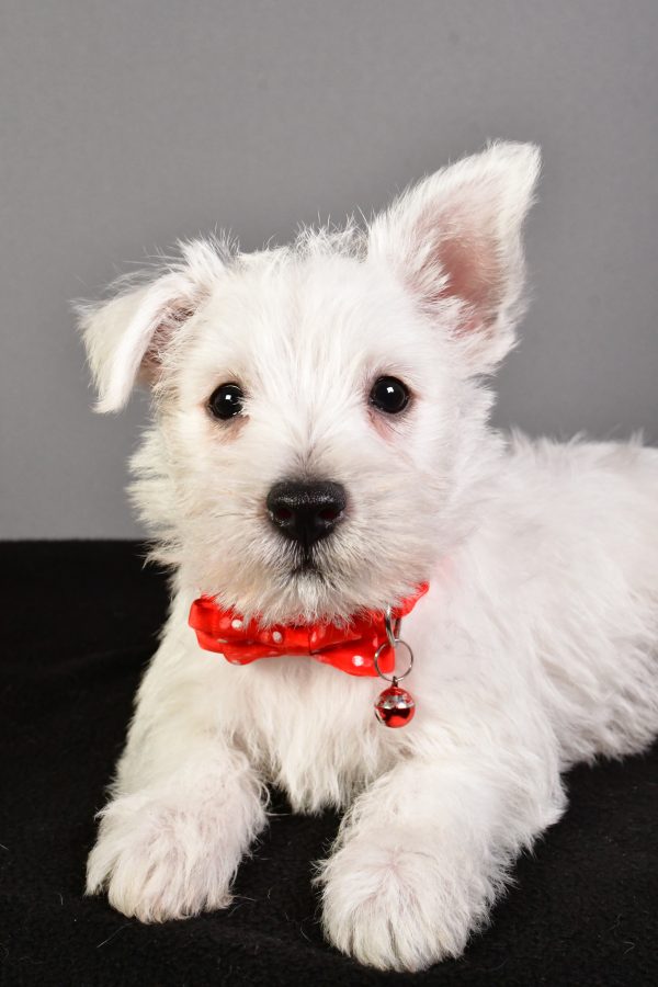 Mr. Eugene The West Highland White Terrier - Image 3