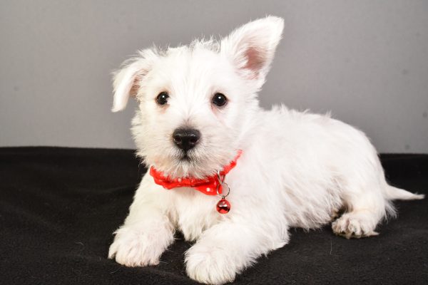 Mr. Eugene The West Highland White Terrier - Image 5
