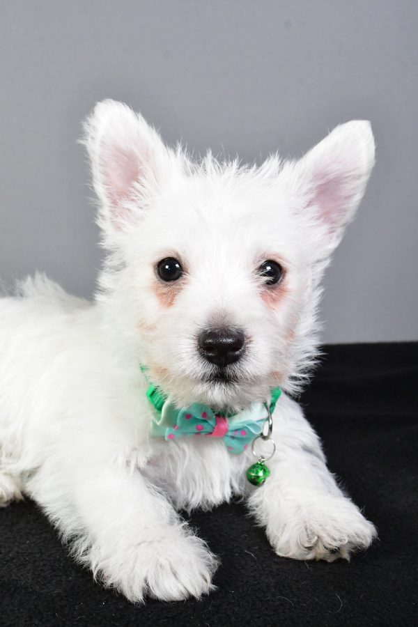 Mr. Esra The West Highland White Terrier - Image 3