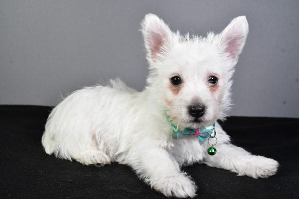 Mr. Esra The West Highland White Terrier - Image 5