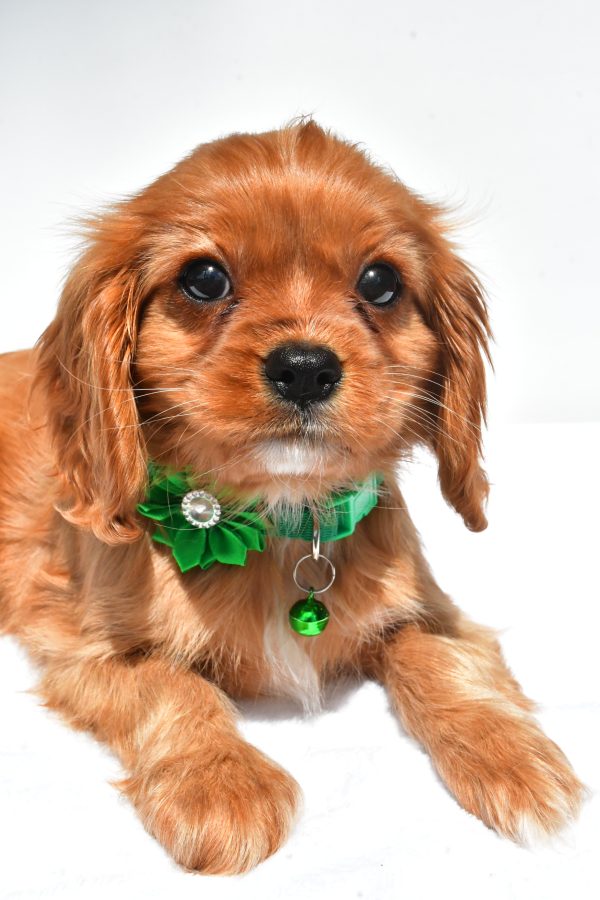 Miss Dolly The Cavalier King Charles Spaniel - Image 4