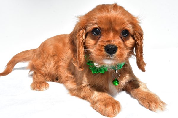 Miss Dolly The Cavalier King Charles Spaniel - Image 5