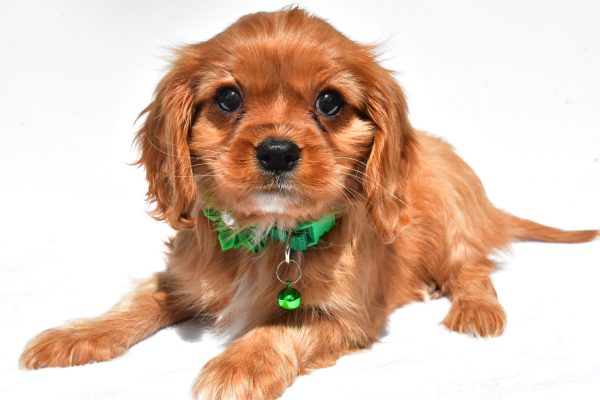 Miss Dolly The Cavalier King Charles Spaniel - Image 6