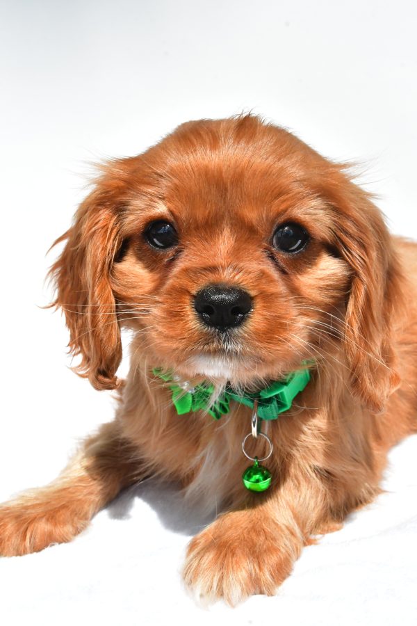Miss Dolly The Cavalier King Charles Spaniel - Image 3