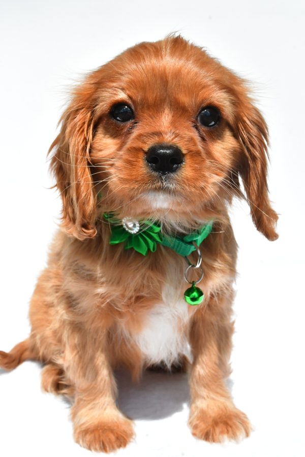 Miss Dolly The Cavalier King Charles Spaniel - Image 2