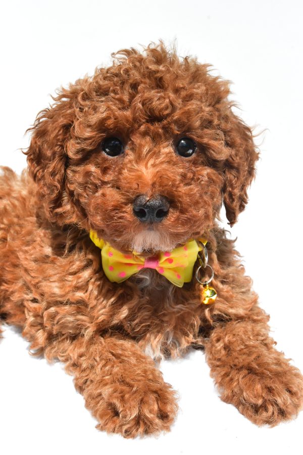 Mr. Harley The Miniature Poodle - Image 4