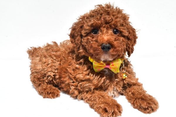 Mr. Harley The Miniature Poodle - Image 6