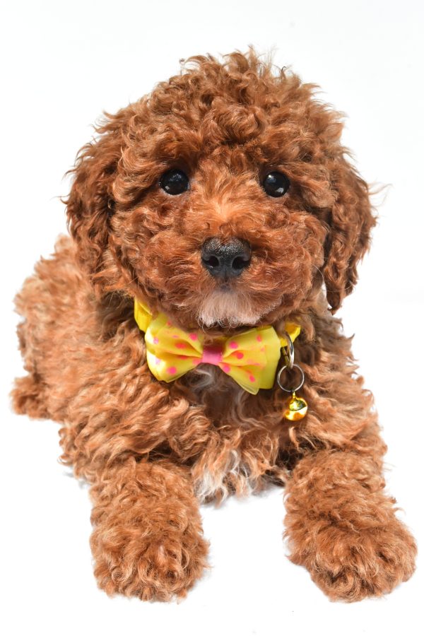 Mr. Harley The Miniature Poodle - Image 5