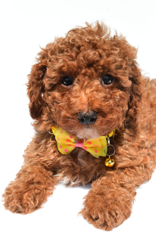 Mr. Harley The Miniature Poodle - Image 3