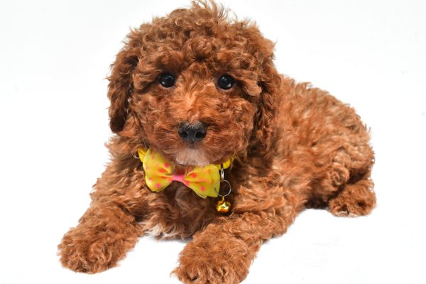 Mr. Harley The Miniature Poodle - Image 7