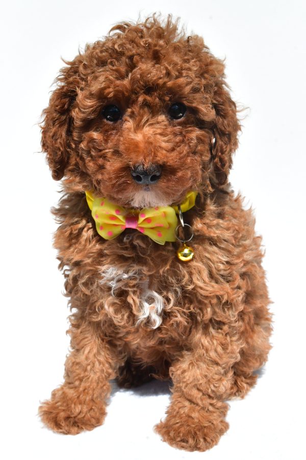 Mr. Harley The Miniature Poodle - Image 2