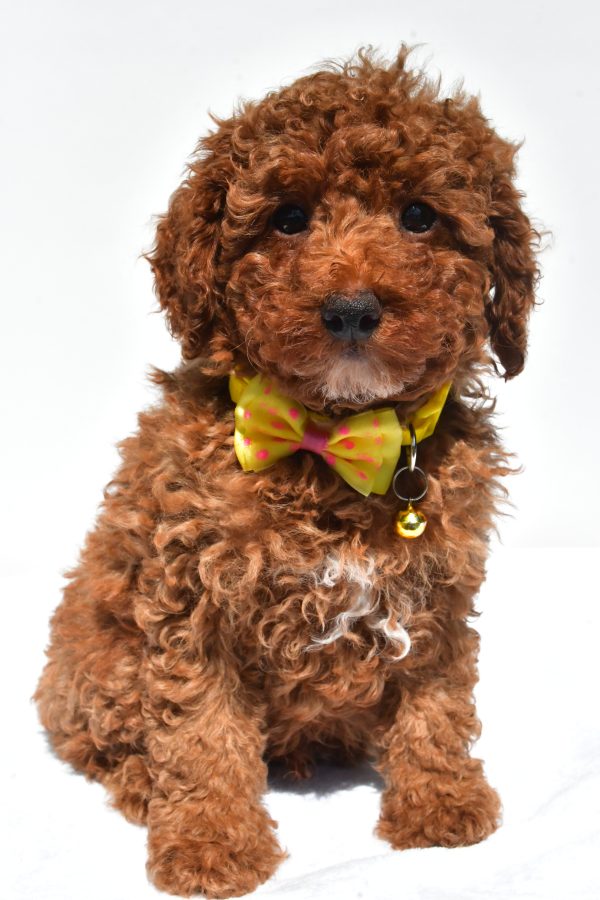 Mr. Harley The Miniature Poodle