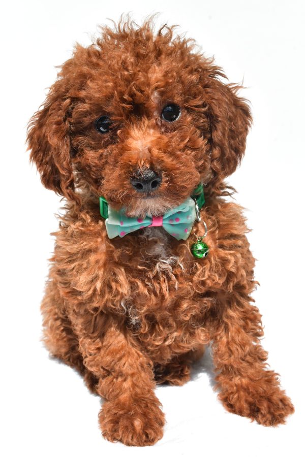 Mr. Henry The Miniature Poodle - Image 2