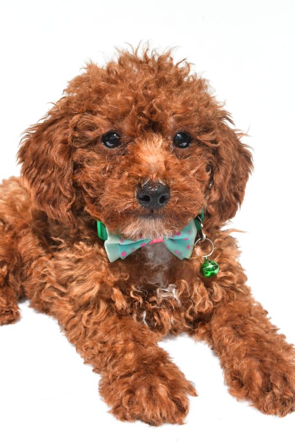 Mr. Henry The Miniature Poodle - Image 4