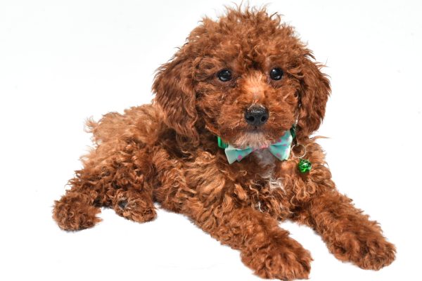 Mr. Henry The Miniature Poodle - Image 7