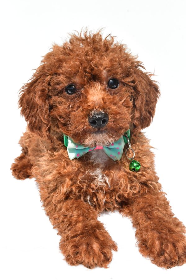 Mr. Henry The Miniature Poodle - Image 5
