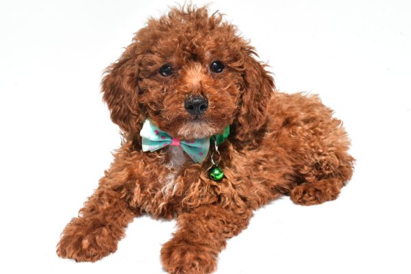 Mr. Henry The Miniature Poodle - Image 6