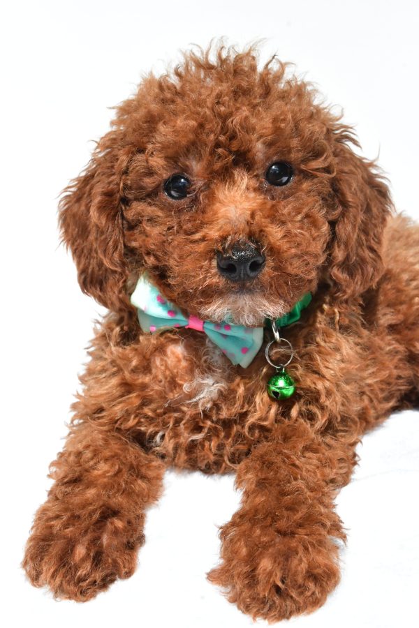 Mr. Henry The Miniature Poodle - Image 3