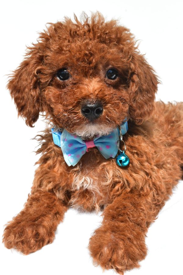 Mr. Hunter The Miniature Poodle - Image 4