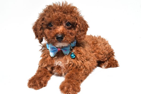 Mr. Hunter The Miniature Poodle - Image 7