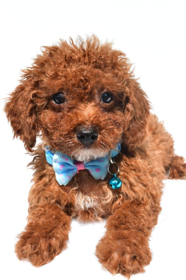 Mr. Hunter The Miniature Poodle - Image 5