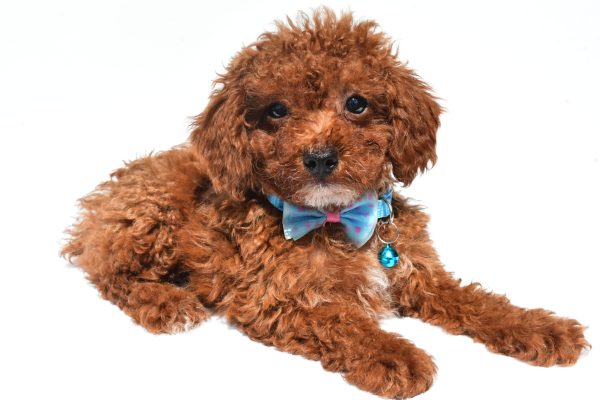Mr. Hunter The Miniature Poodle - Image 6