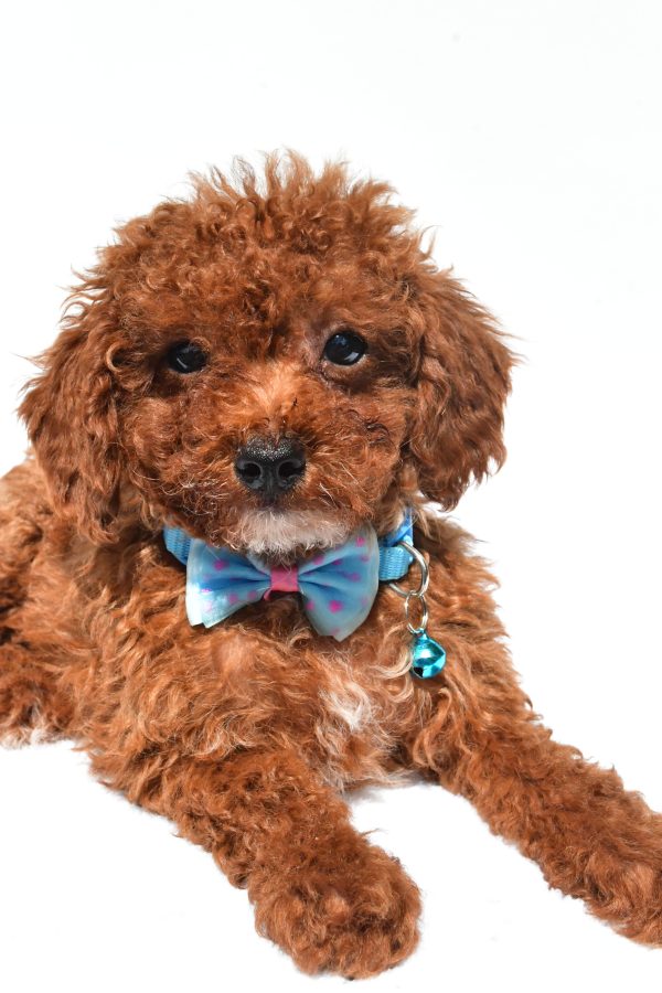 Mr. Hunter The Miniature Poodle - Image 3
