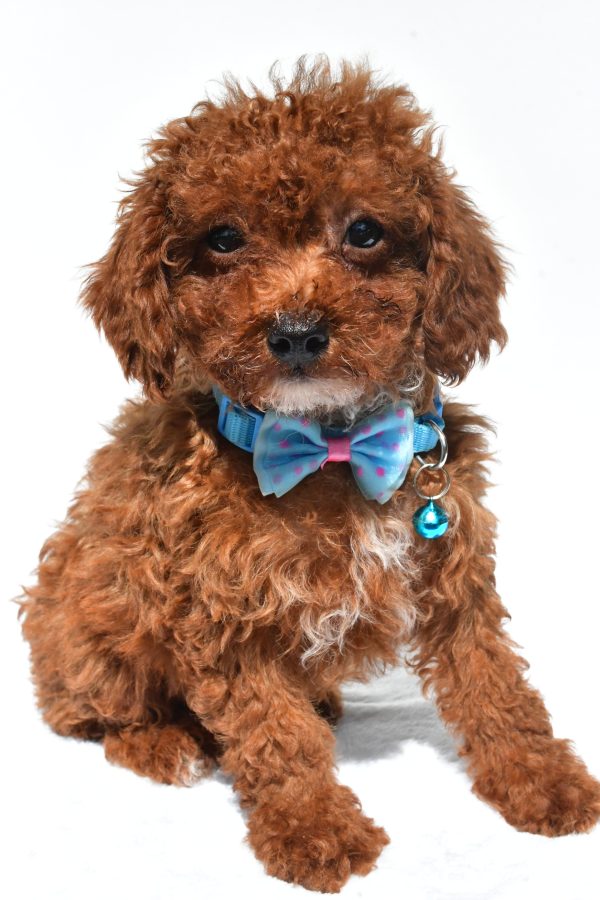 Mr. Hunter The Miniature Poodle - Image 2