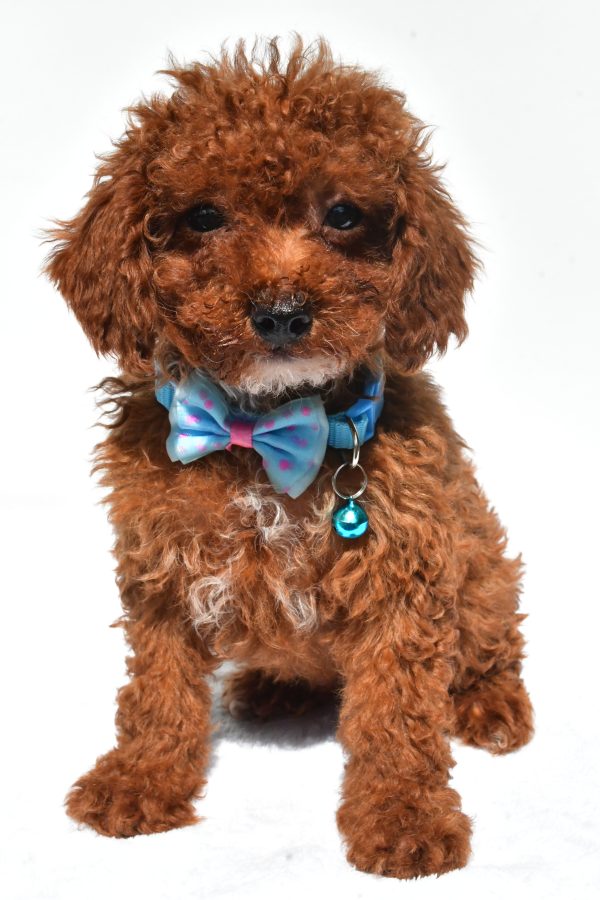 Mr. Hunter The Miniature Poodle
