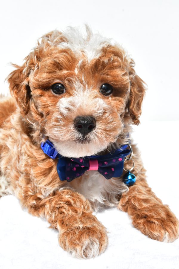 Mr. Frank The Miniature Poodle - Image 4