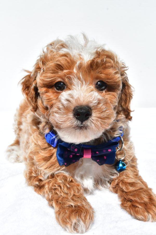 Mr. Frank The Miniature Poodle - Image 5