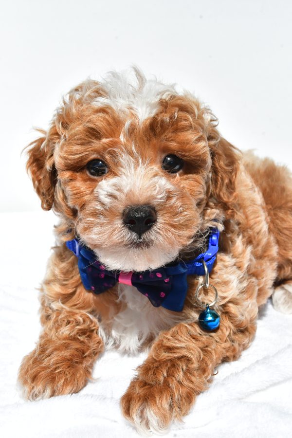 Mr. Frank The Miniature Poodle - Image 3